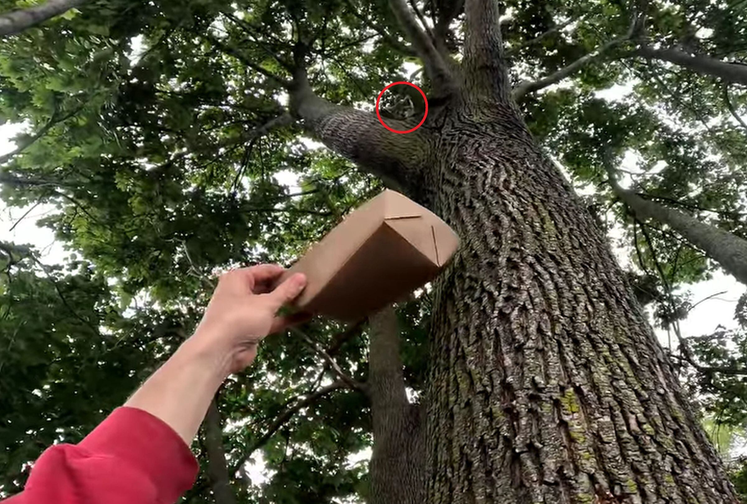 Esta imagen muestra que John Debacker usó comida para gatos para llamar la atención del pequeño felino que estaba en un árbol. (Foto: John Debacker / Facebook)