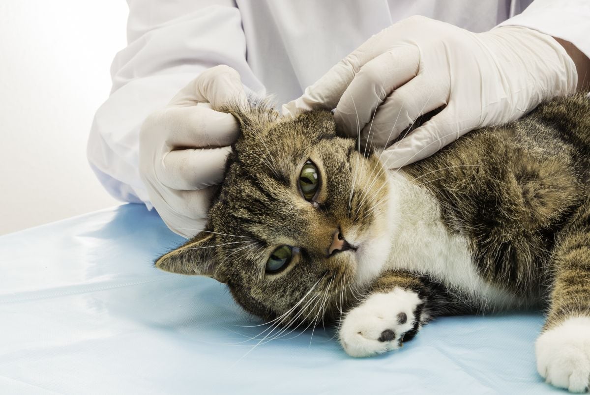 Se recomienda realizar exámenes fecales al menos una vez al año, incluso si la mascota parece sana. (Foto: Ramaboin / iStock)