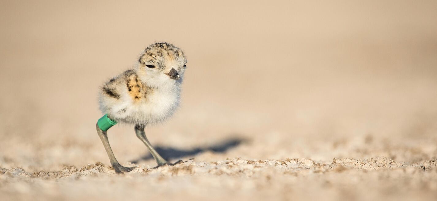 Cría de chorlo nevado (Charadrius nivosus) con su anillo de identificación. Foto: Luke Eberhart-Hertel
