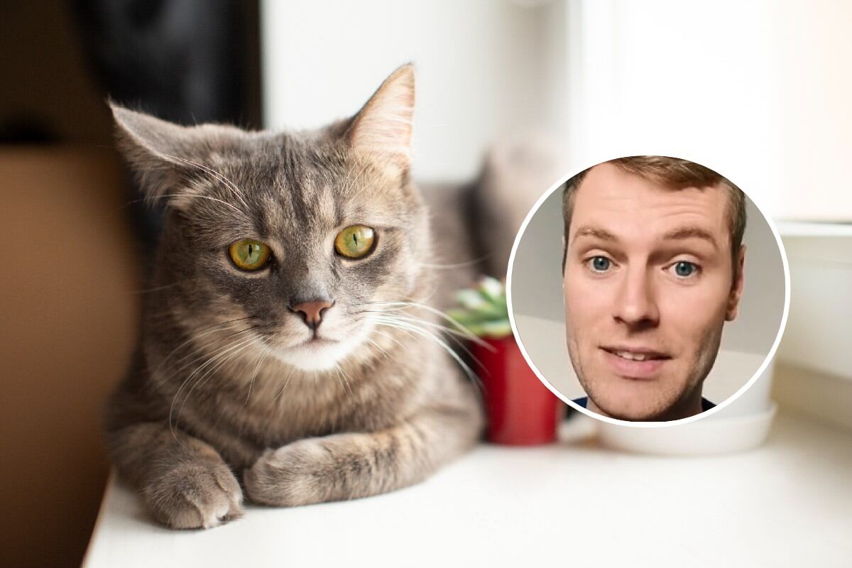 El popular veterinario "Ben The Vet" explicó por qué nunca debes gritarle a tu gato, especialmente cuando se porta mal durante una consulta. (Foto referencial: Freepik)