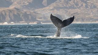 Piura y Tumbes: la mejor temporada para el avistamiento de ballenas jorobadas