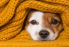 ¡No dejes que tu perro sufra durante invierno! Estas recomendaciones de expertos lo protegerán del frío