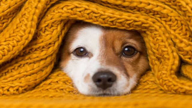 ¡No dejes que tu perro sufra durante invierno! Estas recomendaciones de expertos lo protegerán del frío. (Fuente: iStock)