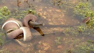 Serpiente devoró a un cocodrilo completo en Australia