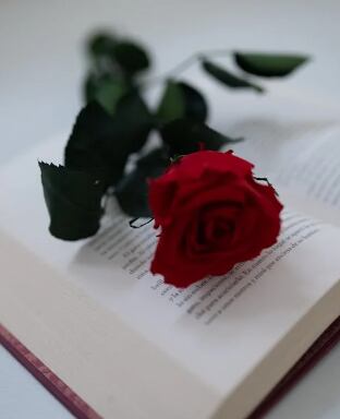 Es común regalar rosas en esta fecha en honor a Sant Jordi (Foto: Pexels)