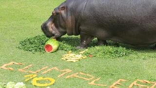 Una hipopótamo y una otorongo del Parque de las Leyendas celebraron sus cumpleaños