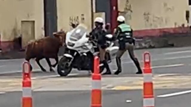 Panamericana Sur: preciso momento en que toro bravo cornea a policías y grupo de vecinos lo captura 