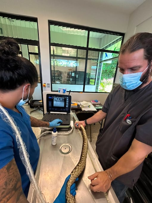 En el Serpentario del Instituto Clodomiro Picado se analizan combinaciones de venenos que pueden potenciar la eficiencia del suero. Foto: cortesía Natalia Montero