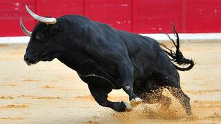 Toro moribundo mató al carnicero que le iba a dar el hachazo final