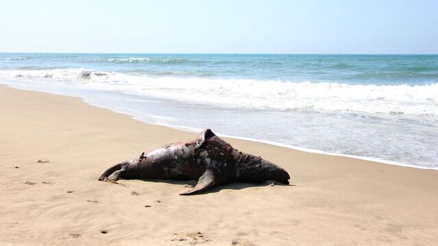 Decenas de lobos marinos aparecen muertos en el norte[FOTOS]