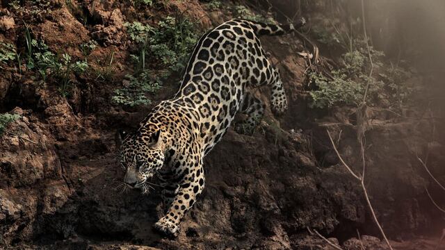 Madre de Dios: 6 mil jaguares en peligro por la minería ilegal, la caza furtiva y la deforestación