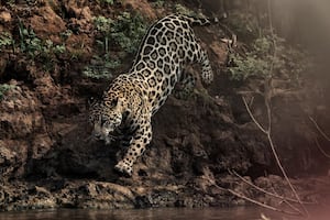 Madre de Dios: 6 mil jaguares en peligro por la minería ilegal, la caza furtiva y la deforestación