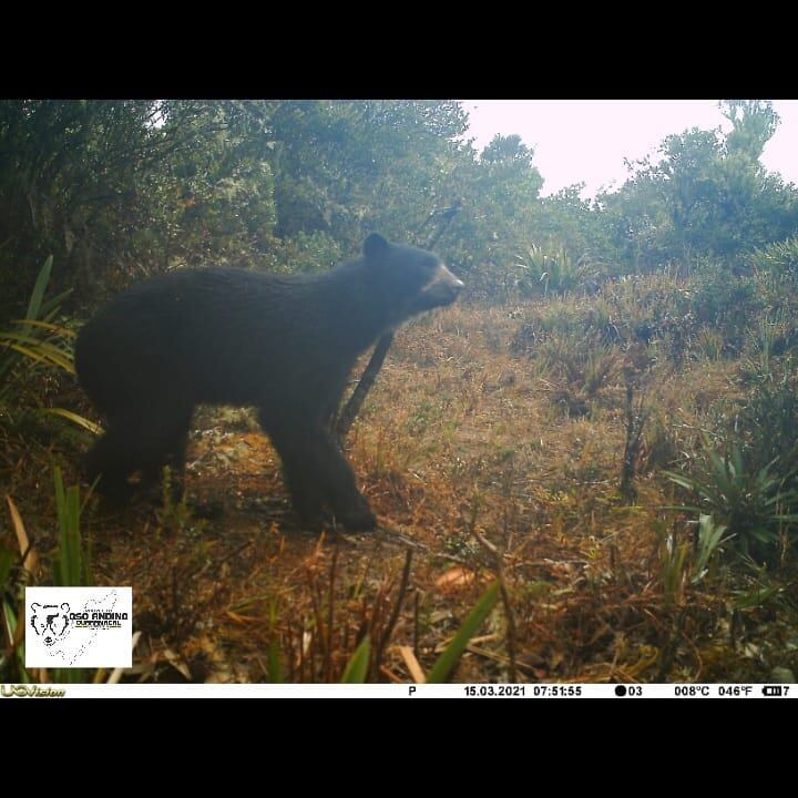 El Proyecto Oso Andino Guaramacal ha logrado capturar imágenes de al menos 29 osos en el Ramal de Calderas, estado Trujillo de Venezuela. Foto: Cortesía Proyecto Oso Andino Guaramacal.