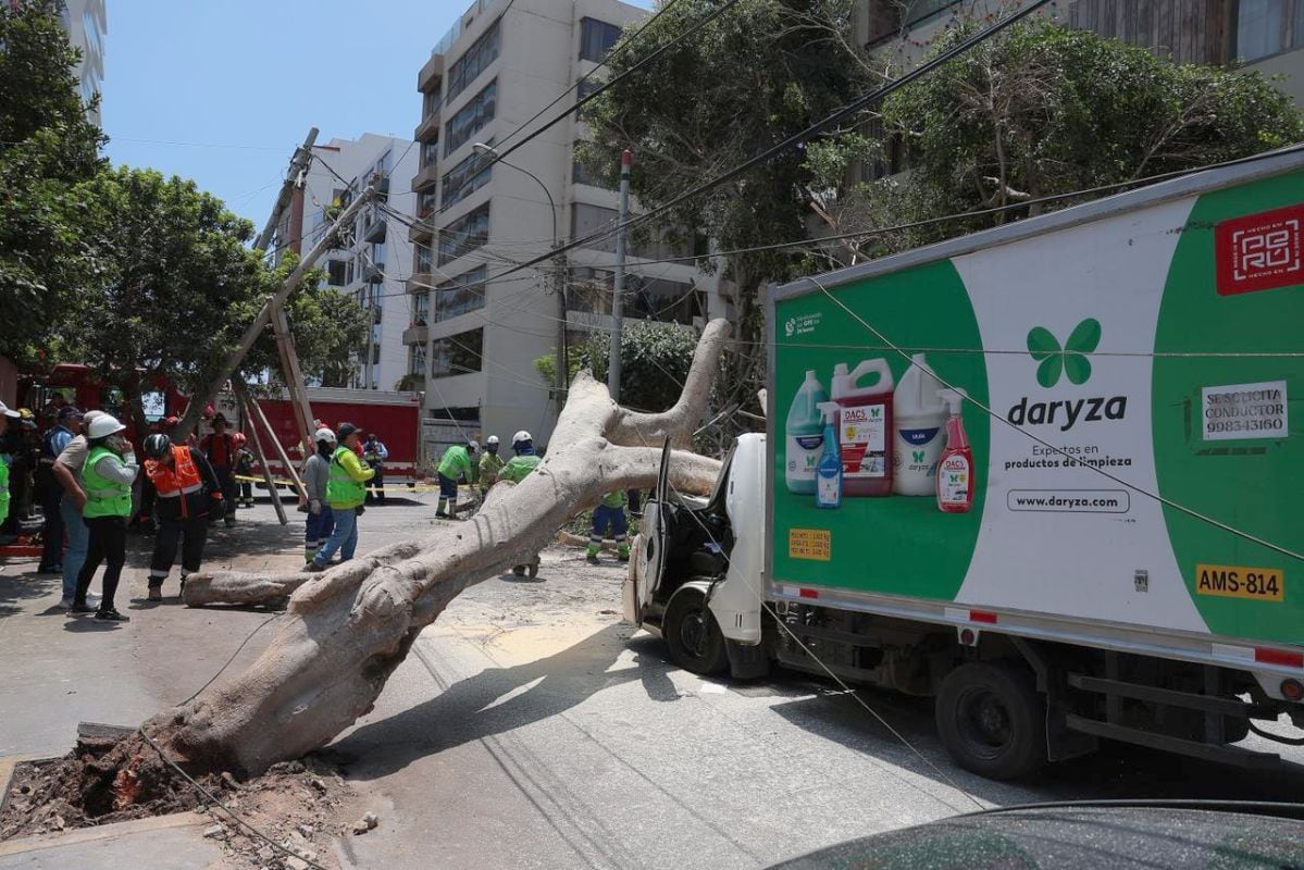Un árbol cayó en Miraflores, en la calle Colón. Se registró tráfico cerca de la zona. Fotos: Rafael Cornejo / @photogec