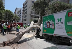 Miraflores: otro árbol cae y deja heridos a chofer y copiloto de camión | FOTOS