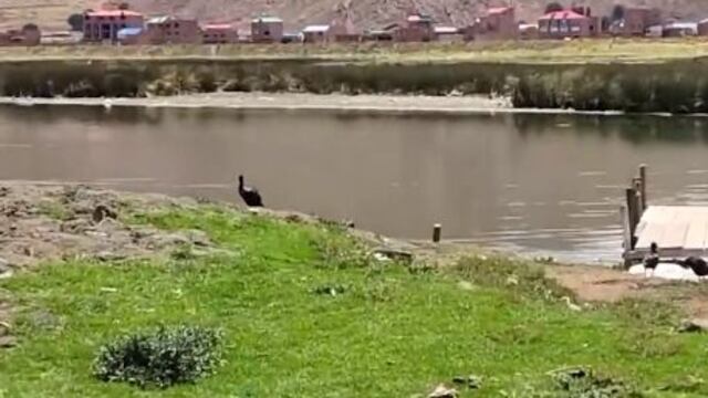 Puno: reportan derrame de más de 20 mil litros de aceite en río de Desaguadero