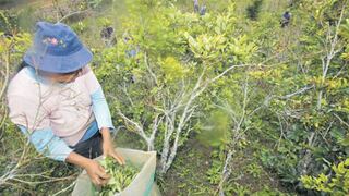 Perú Libre propone legalizar cultivos de cuencas cocaleras: un proyecto que siembra dudas y peligros