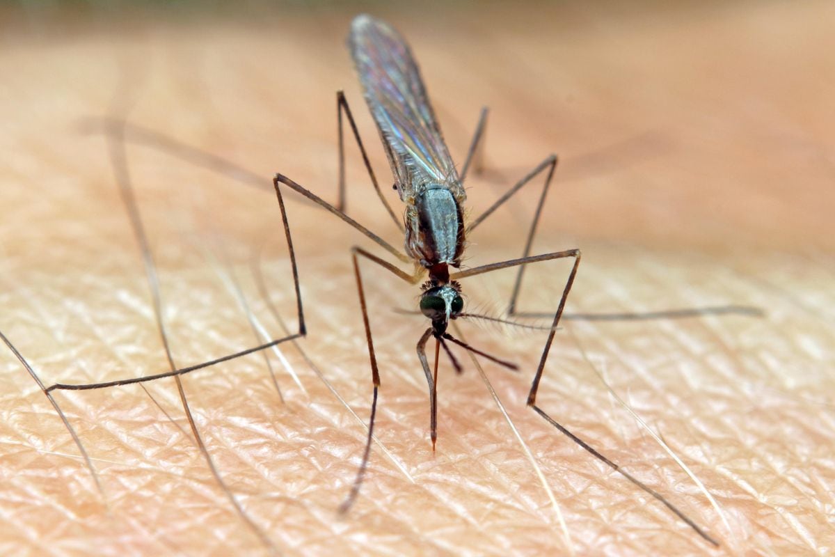Las autoridades de Nueva York están estimando varios esfuerzos para evitar una mayor propagación de mosquitos (Foto: Pixabay)