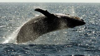 Descubren rutina de reproducción de ballenas en el Pacífico