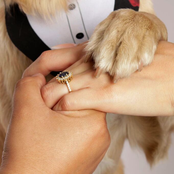 La fotografía profesional de mascotas es perfecta para inmortalizar fechas especiales con tu engreído. (Foto: Photolife Studios)
