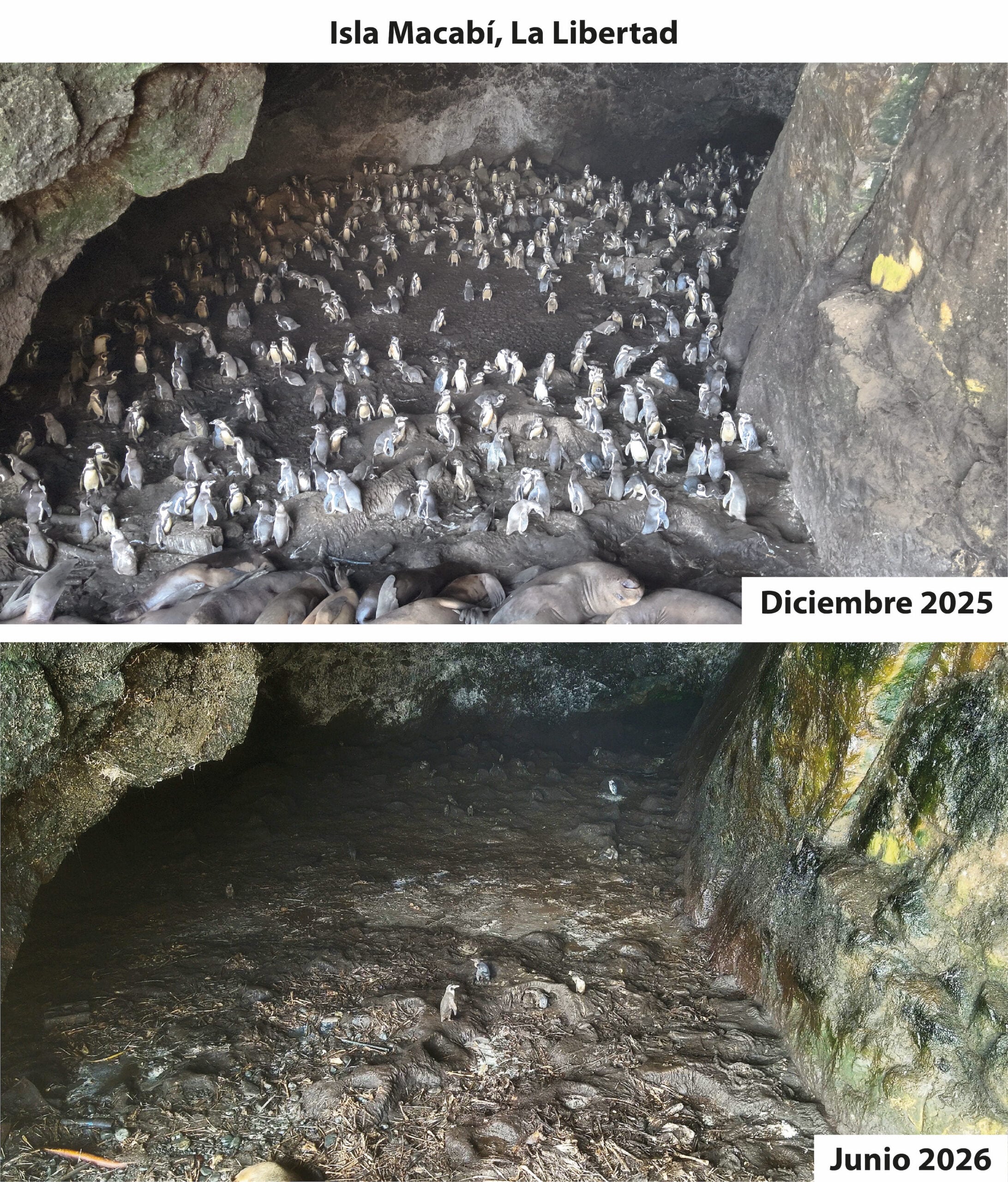 Científicos encontraron casi abandonados los sitios de anidación de los pingüinos de Humboldt. Foto: cortesía Sebastián Lozano-Sanllehi/Unidad de Investigación en Ecología y Conservación de Aves Marinas de la Universidad Científica del Sur