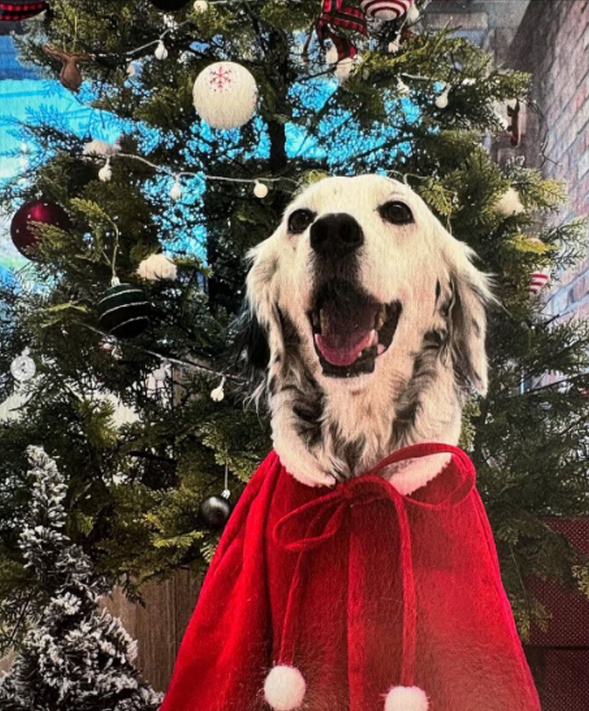 El espíritu navideño de Rita (Foto: Yoo Yeon-seok / Instagram)