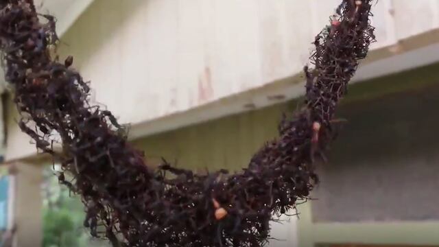 Facebook: hormigas crean impactante trampa nunca antes vista para atrapar avispas | VIDEO