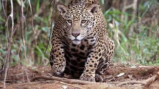 Colombia necesita 960 corredores para conectar áreas de conservación y recuperación de hábitat para el jaguar | ESTUDIO