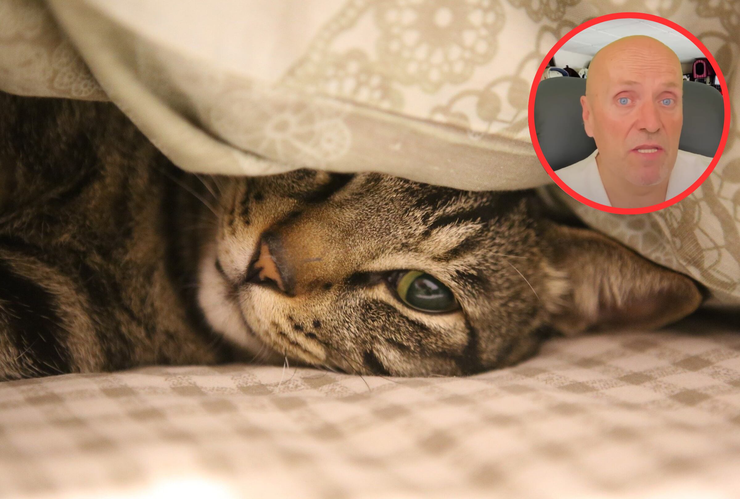 Los gatos pueden orinarse en las camas de sus sueños por padecer cuadros de estrés y otros trastornos. (Foto: Pixabay | YouTube/Veterinario Gratis).