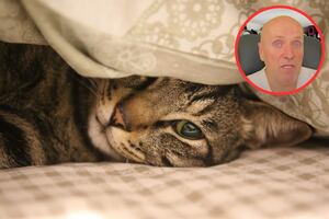 Soy veterinario y esta es la razón por la que tu gato orina en tu cama