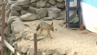 Comas: el zorro ‘Run Run’ fue ubicado nuevamente y esperan que personal de Serfor pueda capturarlo 