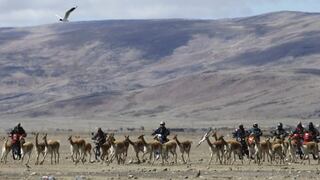 Bolivia: la moto revoluciona la esquila de vicuñas