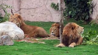 Parque de las Leyendas: leones son entregados a ONG en EE.UU.