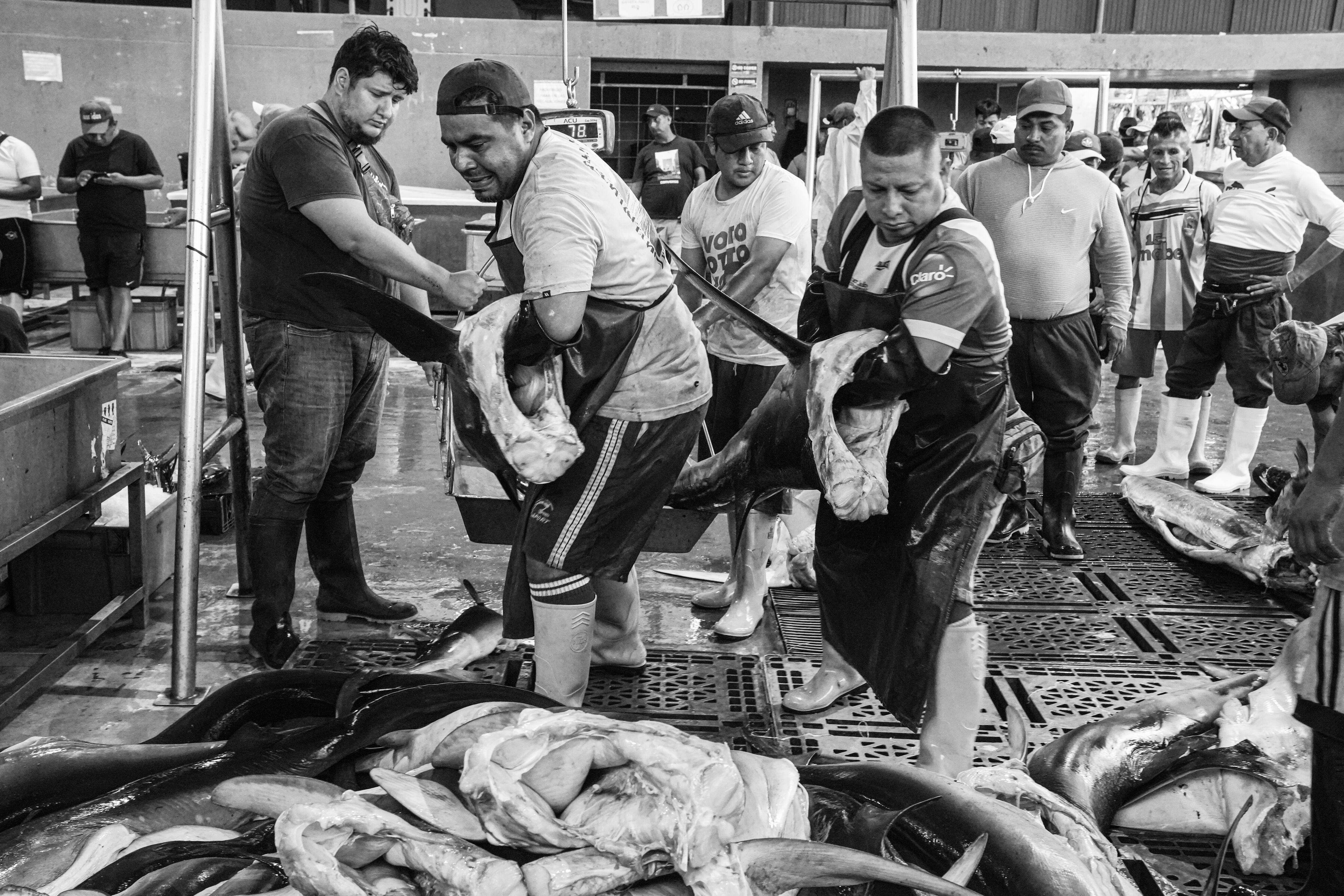 El equipo de Pacha Films y el reportero de Al Jazeera realizaron grabaciones tanto en el norte del país como en Ecuador, donde encontraron un mercado de tiburones. (Foto: Josh Rushing).