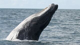 Así viajan las ballenas jorobadas a Abrolhos, su hogar en el Atlántico sur | FOTOS