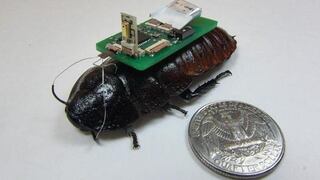 El futuro de las labores de rescate: 'cucarachas cyborgs'
