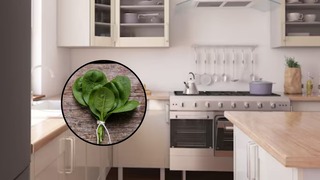 Por qué debes colocar hojas de albahaca en la cocina