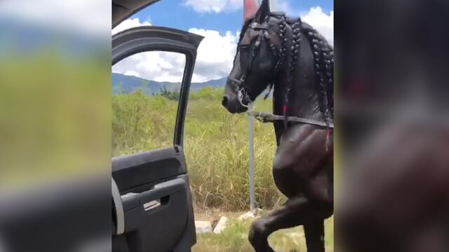 Facebook: No verás un 'Chona Challenge' más loco que el protagonizado por un caballo [VIDEO]