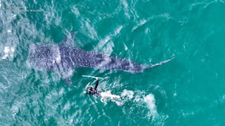 #EnCorto: Tres claves sobre la conservación del tiburón ballena en Perú