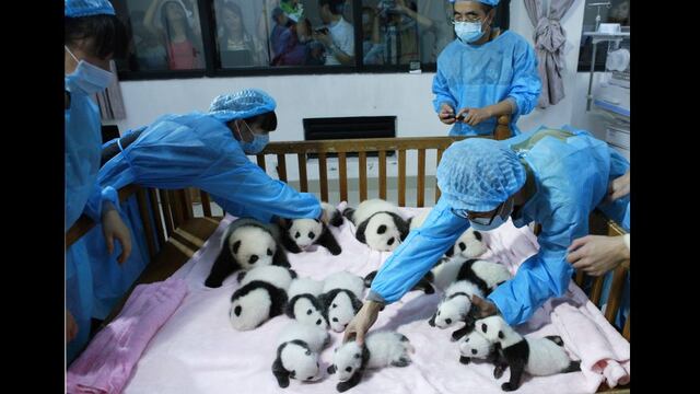 ¿Niñero de pandas? salario alcanza los US$32.500 anuales