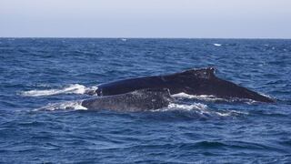 Ballenas jorobadas empiezan a llegar al norte del Perú