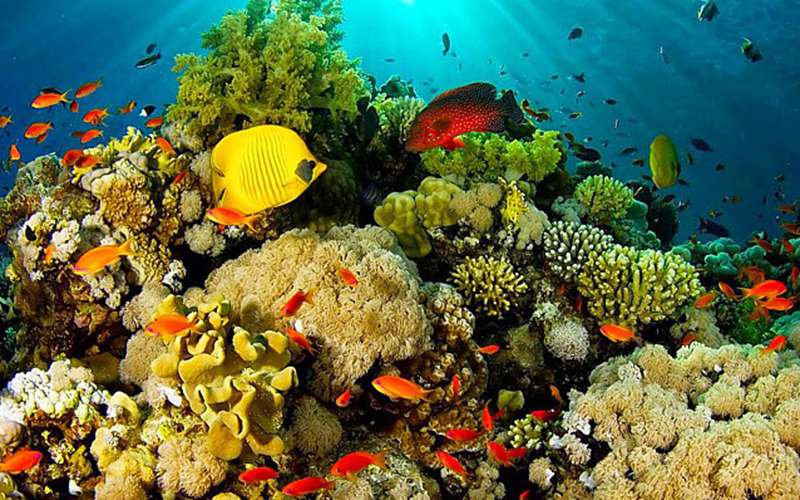 Explora la maravilla submarina del Parque Nacional Natural Corales del Rosario y San Bernardo, donde la vida marina despliega su esplendor en medio de arrecifes coloridos y aguas cristalinas.