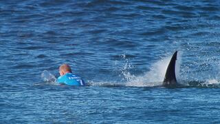 Tiburones atacan a surfistas porque los confunden con focas