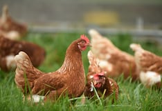 Emergencia sanitaria por la influenza aviar: ¿qué es el H5N1 y cuáles son los riesgos que representa para las personas?