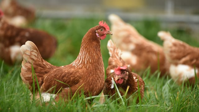Emergencia sanitaria por la influenza aviar: ¿qué es el H5N1 y cuáles son los riesgos que representa para las personas?
