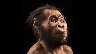 ¿Cómo hallaron al Homo naledi, el nuevo antepasado del hombre?