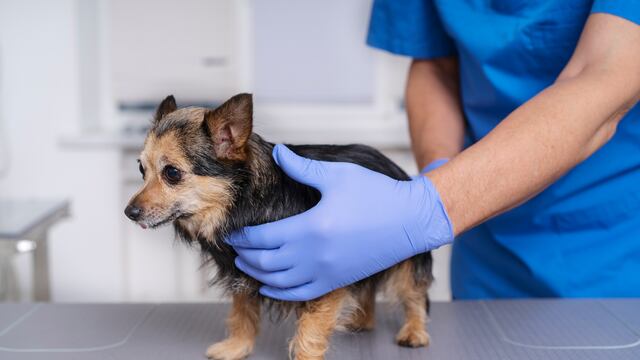 Consultorio WUF: ¿Cómo identificar una emergencia veterinaria?