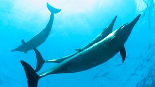 Ley de Texas: ¿sabías que es ilegal hablarle a los delfines en el estado?