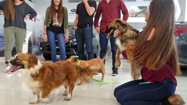 Perros invaden concesionario y sellan semana con broche de oro