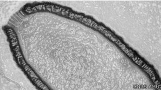 Científicos resucitan a un virus de 30.000 años